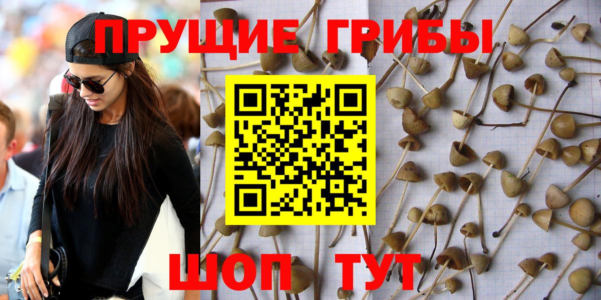 Псилоцибиновые грибы ЛСД  Вход с VPN  Димитровград  Галлюциногенные грибы Psilocybe 